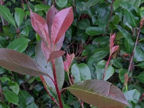 Photinia fraseri 'Red Robin'