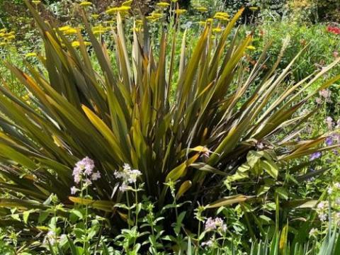 Phormium tenax