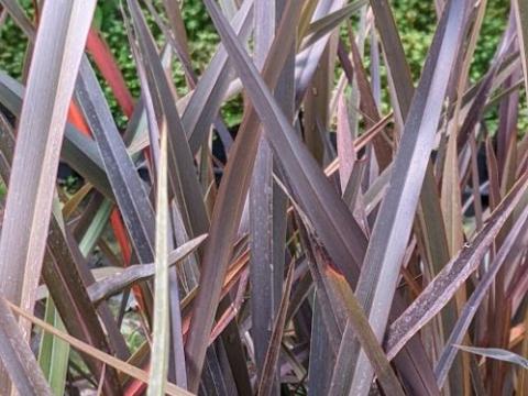 Phormium tenax 'Purpureum'