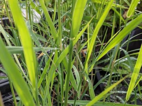 Phragmites australis