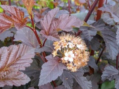 Physocarpus opulif. 'Diabolo' ®