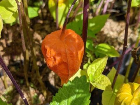 Physalis alkekengi var. franchetii