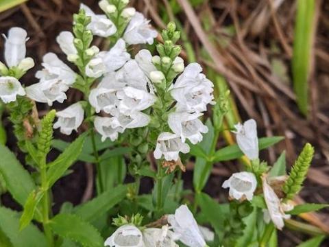 Physostegia virginiana 'Miss Manners'