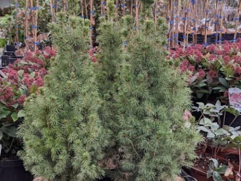 Picea glauca 'Conica'