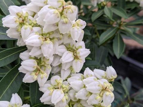 Pieris jap. 'Debutante'