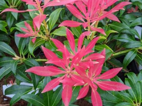 Pieris jap. 'Forest Flame'