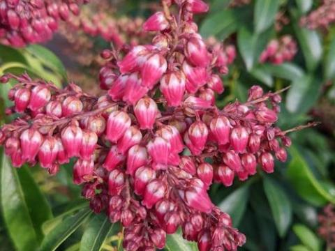 Pieris jap. 'Passion'