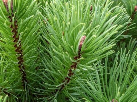 Pinus mugo mughus