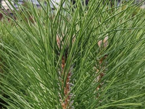Pinus nigra 'Pyramidalis'