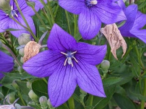 Platycodon gran. 'Fuji Blue'