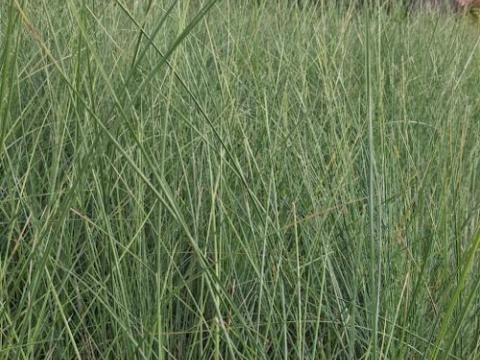 Poa labillardierei 'Glauca'