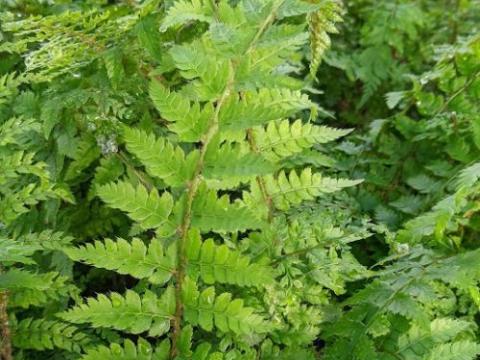 Polystichum set.'Herrenhausen'