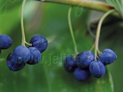 Polygonatum latifolium