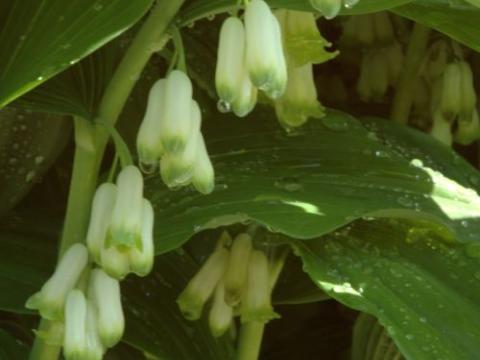 Polygonatum multiflorum