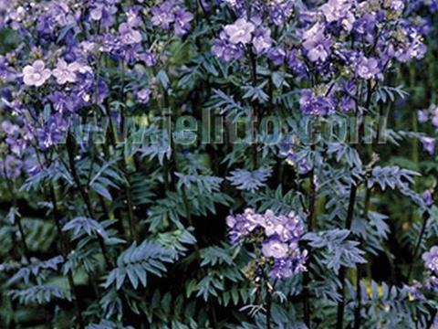 Polemonium yezoense 'Purple Rain'
