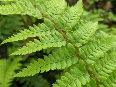 Polystichum setiferum