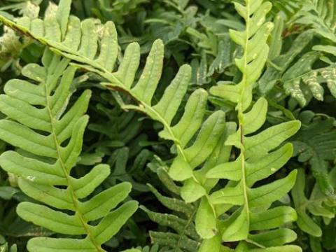 Polypodium vulgare