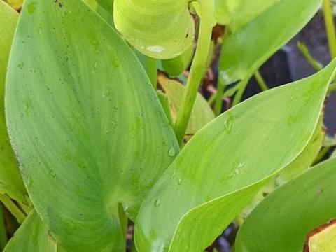 Pontederia cordata 'Alba'