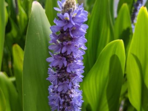 Pontederia cordata