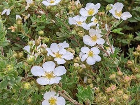 Potentilla fru. 'Abbotswood'