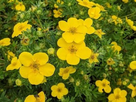 Potentilla fru. 'Goldfinger'