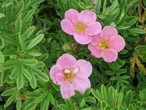 Potentilla fru. 'Lovely Pink'