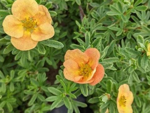 Potentilla fru. 'Marian Red Robin'