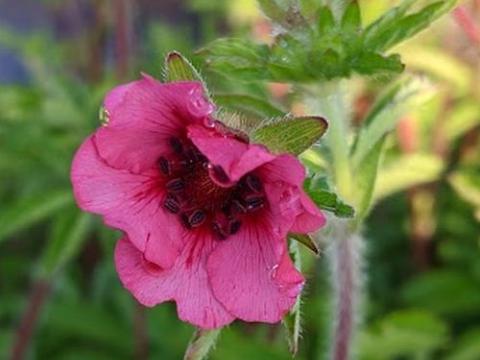 Potentilla nepalensis 'Miss Wilmott'