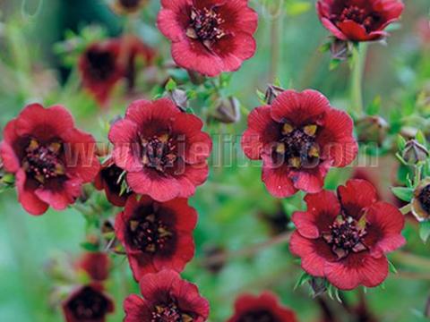 Potentilla thurberi 'Monarch'