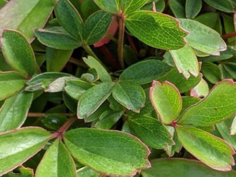 Potentilla tridentata 'Nuuk'