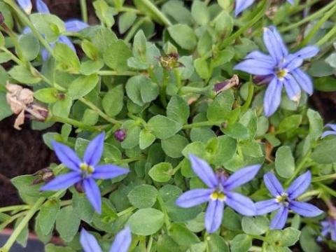 Pratia ped. 'Country Park'