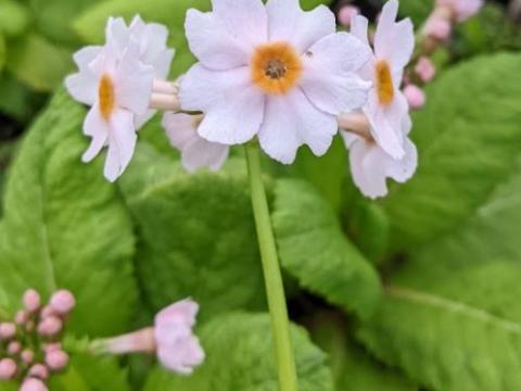Primula japonica 'Apple Blossom'