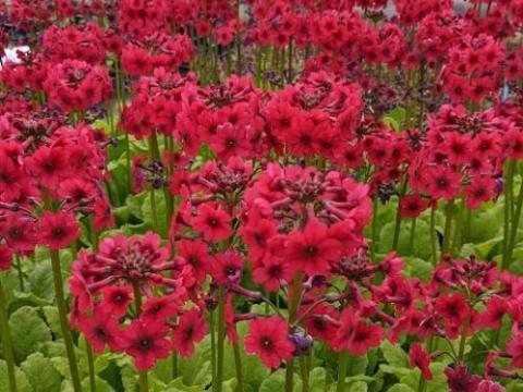 Primula japonica 'Miller's Crimson'
