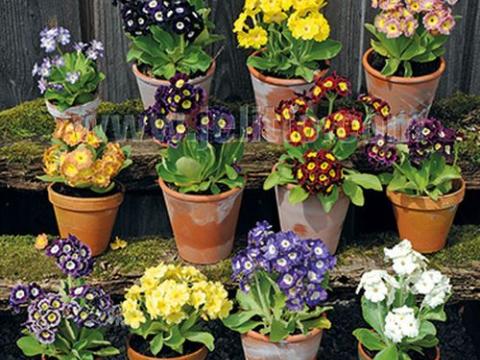 Primula  x pubescens