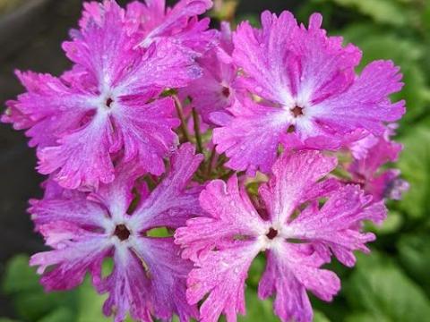 Primula sieboldii