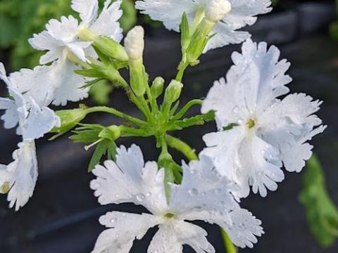 Primula sieboldii 'Snowflakes'