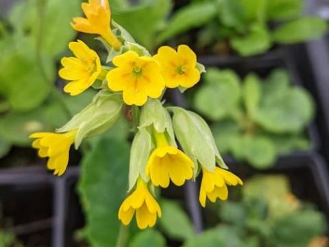 Primula veris