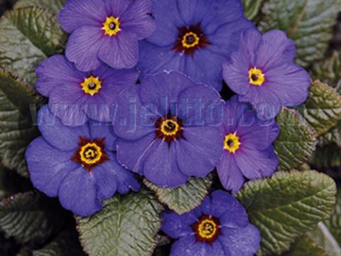Primula 'Wanda Blue'