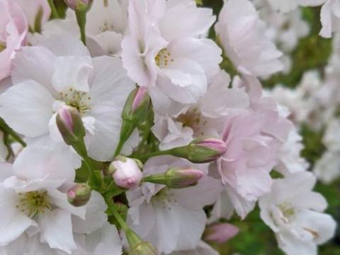 Prunus serrulata 'Amanogawa'