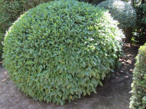 Prunus lus. 'Angustifolia' BOL