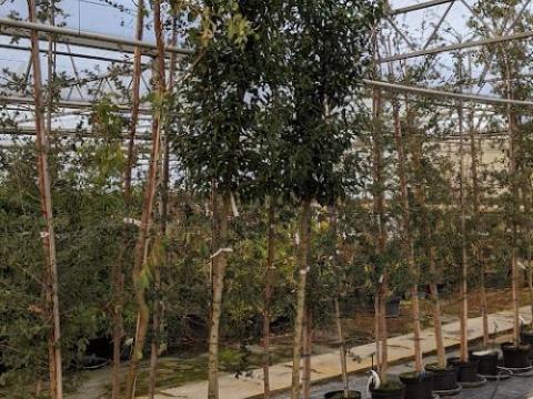 Prunus lus. 'Angustifolia' op stam