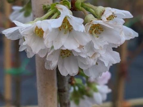Prunus subh. 'Autumnalis'