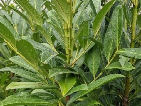 Prunus lau. 'Caucasica'