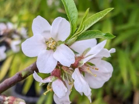 AMANDEL Prunus dulcis