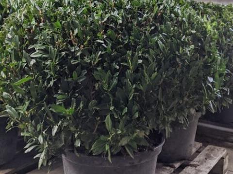 Prunus lau. 'Gajo' ®