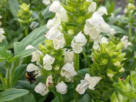 Prunella grandiflora 'Alba'