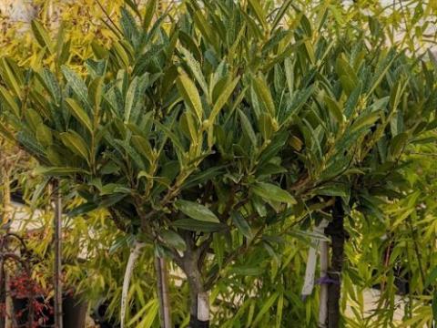 Prunus lau. 'Otto Luycken' halfstam