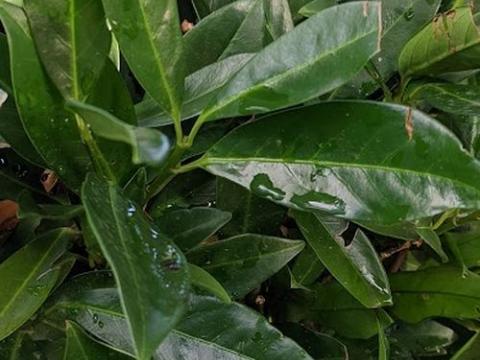 Prunus lau. 'Otto Luycken'