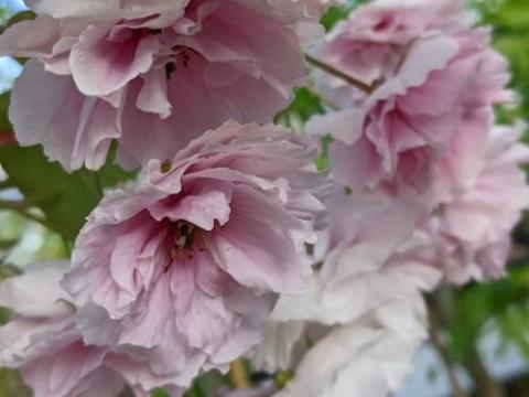 Prunus serrulata 'Shirofugen'