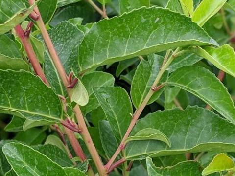 Prunus lus. 'Tico' ®